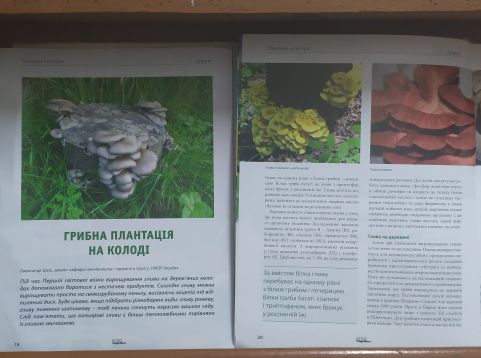 1 Грибна плантація