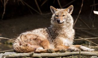 640px-golden_jackal