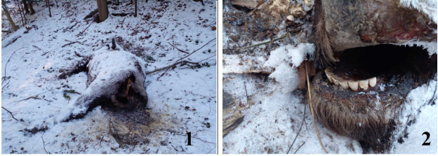 photo_2025-02-25_21-08-22