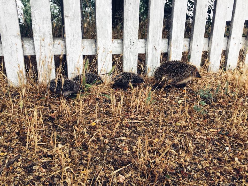 photo_2025-06-09_22-49-14 (4)