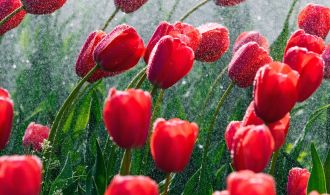 5417_tulips-red-flowers_2160x3840
