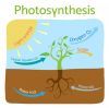 depositphotos_109230818-stock-illustration-photosynthesis-diagram-schematic-vector-illustration