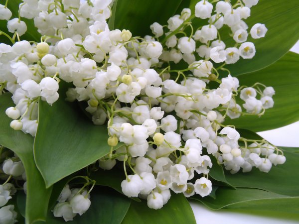 depositphotos_17343347