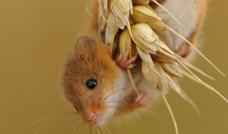 d0747b8827e02510bde7103be790e78b