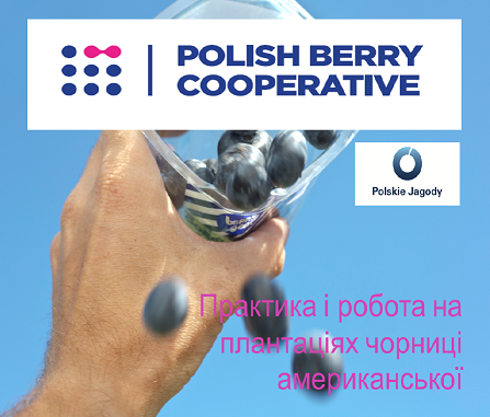 Польские ягоди