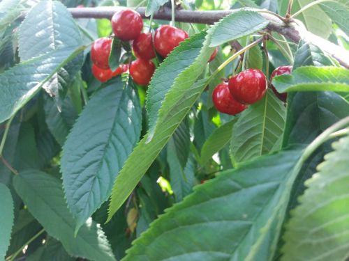 0-02-0a-f6d63cd0a9de3b864f403b3292732148a8f95022fddcfc18adc82e3979ee71a4_9a84e0e4