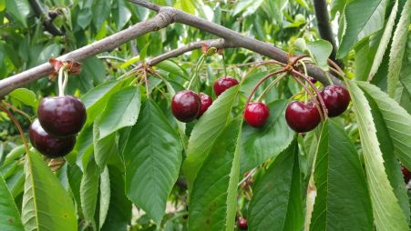 kafedra-tss-apk-zbyrannja-chereshni-v-sadah-tdatu-2019-2