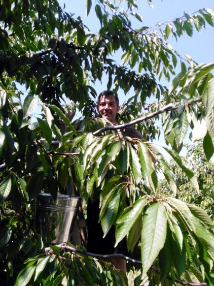 kafedra-tss-apk-zbyrannja-chereshni-v-sadah-tdatu-2019-3