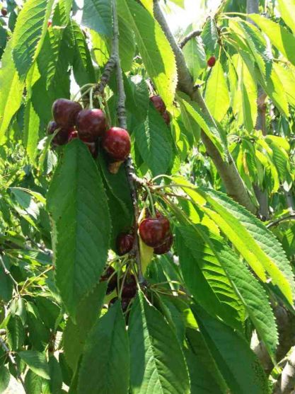 kafedra-tss-apk-zbyrannja-chereshni-v-sadah-tdatu-2019-4