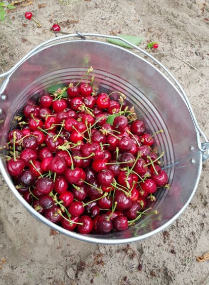 kafedra-tss-apk-zbyrannja-chereshni-v-sadah-tdatu-2019-6