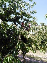 kafedra-tss-apk-zbyrannja-chereshni-v-sadah-tdatu-2019-7