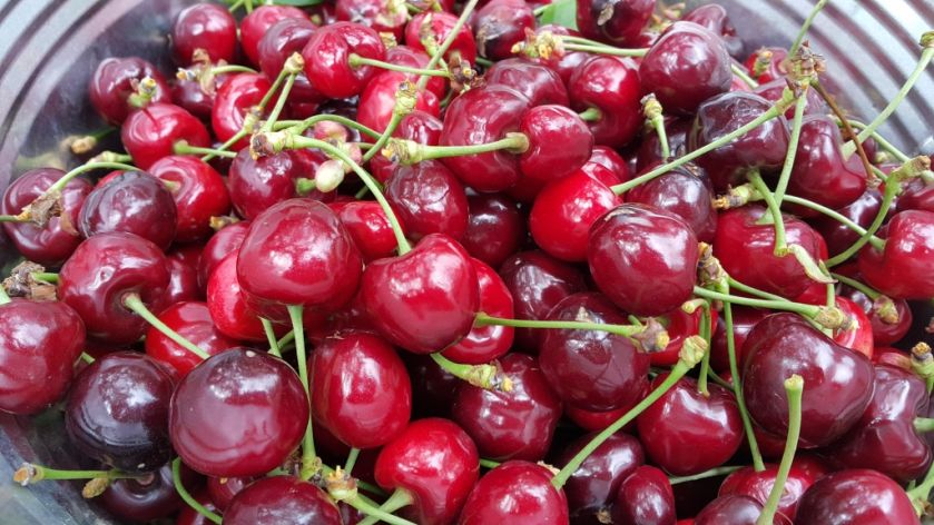 kafedra-tss-apk-zbyrannja-chereshni-v-sadah-tdatu-2019-8