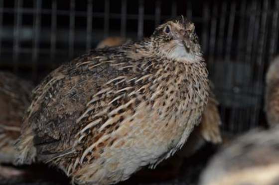 rekord-laboratoriji-z..0