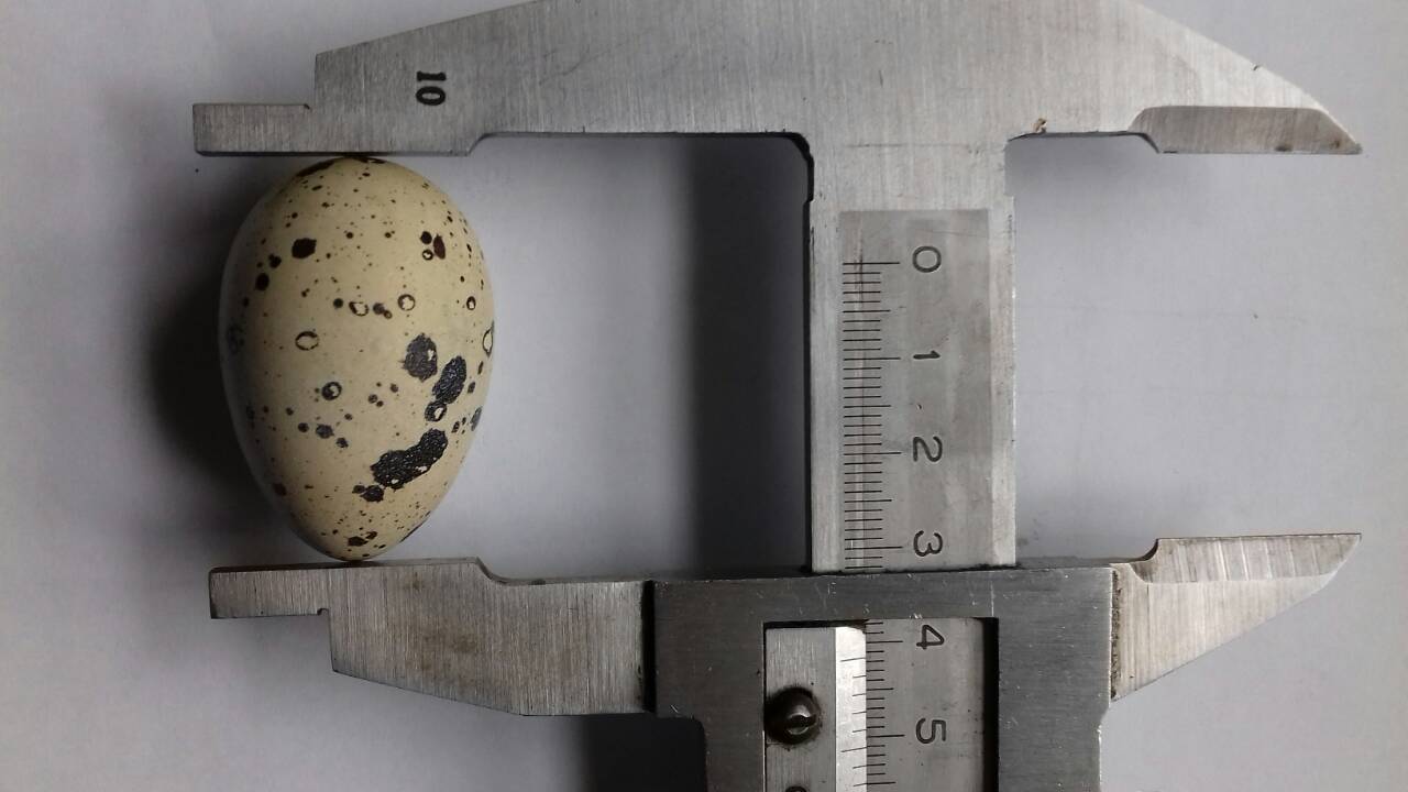 rekord-laboratoriji-z..1