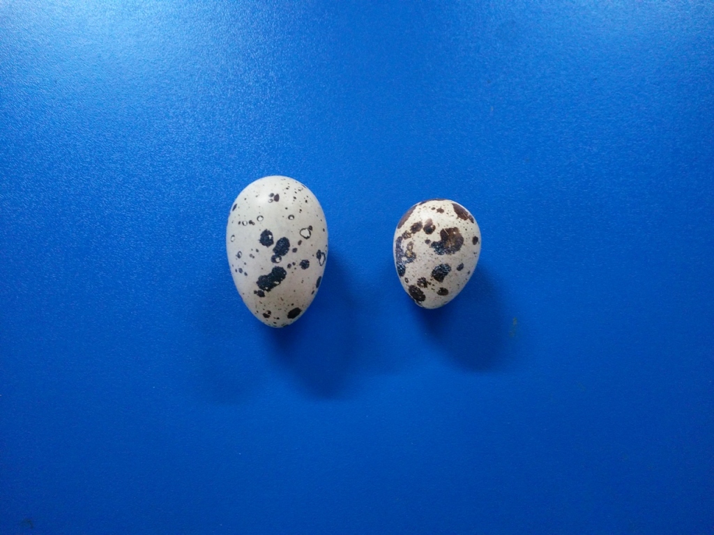 rekord-laboratoriji-z..2