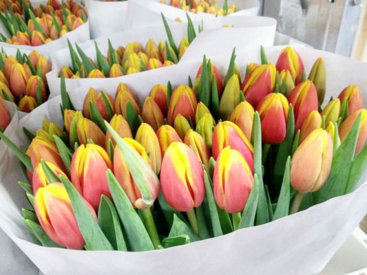 img-9995ed159b2ffd4c80735c3bf40dac27-v-2-533x400