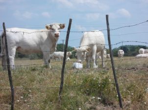 3c61631--gamirova--iktorija--3-