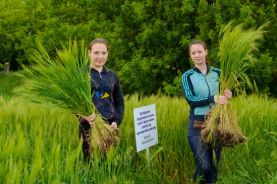 dosl.-pole-2-559x372