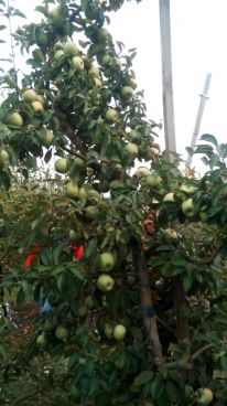 img_20171012_095809-e1508003169336