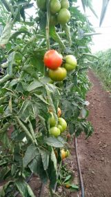 img_20171012_124227-e1508003092230