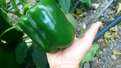 img_20171012_130313-e1508003081538